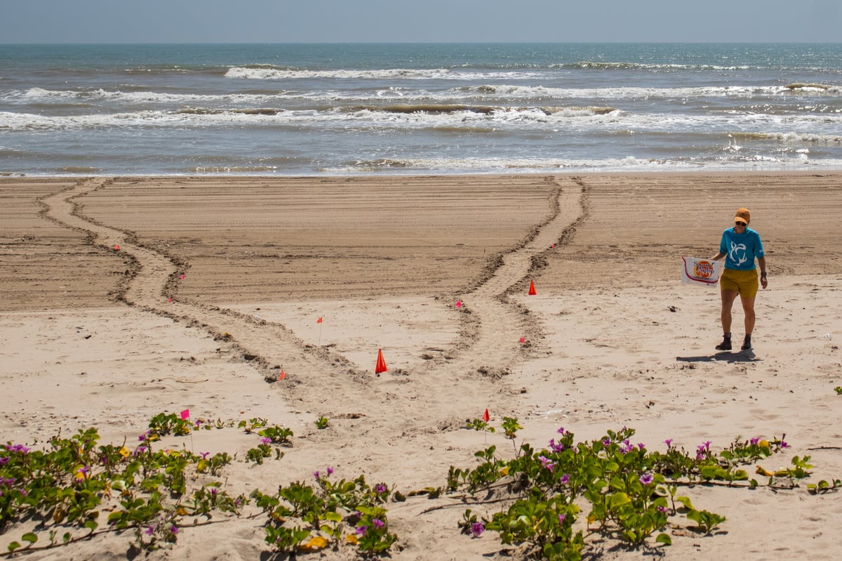 nesting tracks