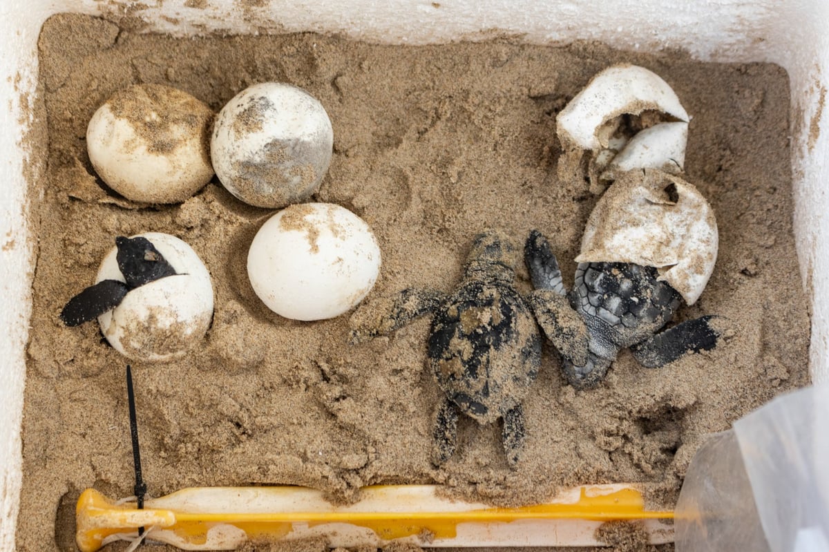 baby turtles hatching