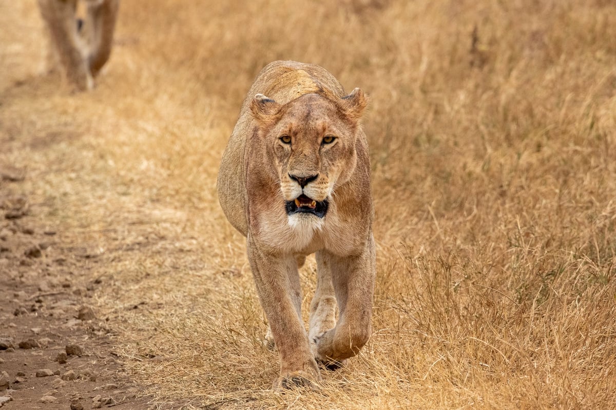 lioness ngorongoro crater