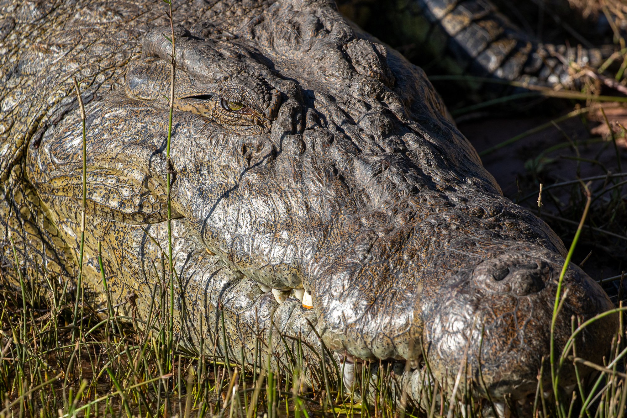 crocodile chobe