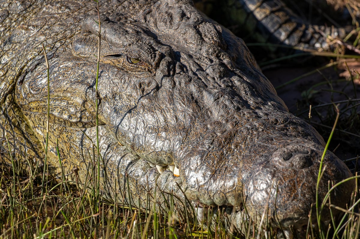 crocodile chobe