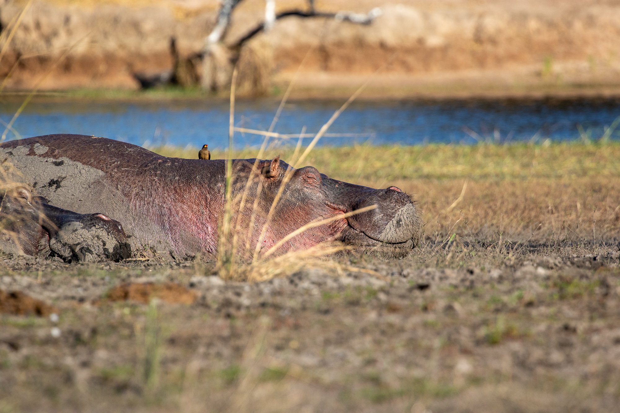 hippo smile chobe