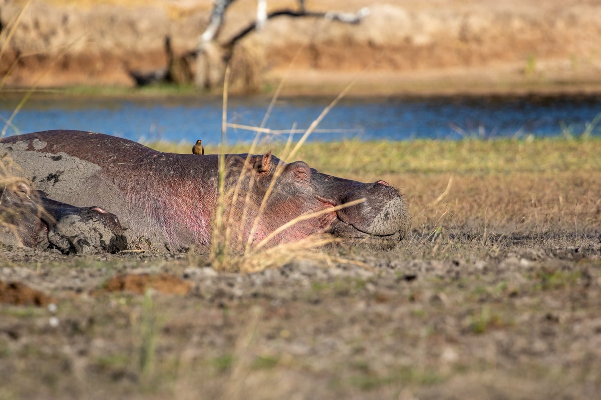 hippo smile chobe