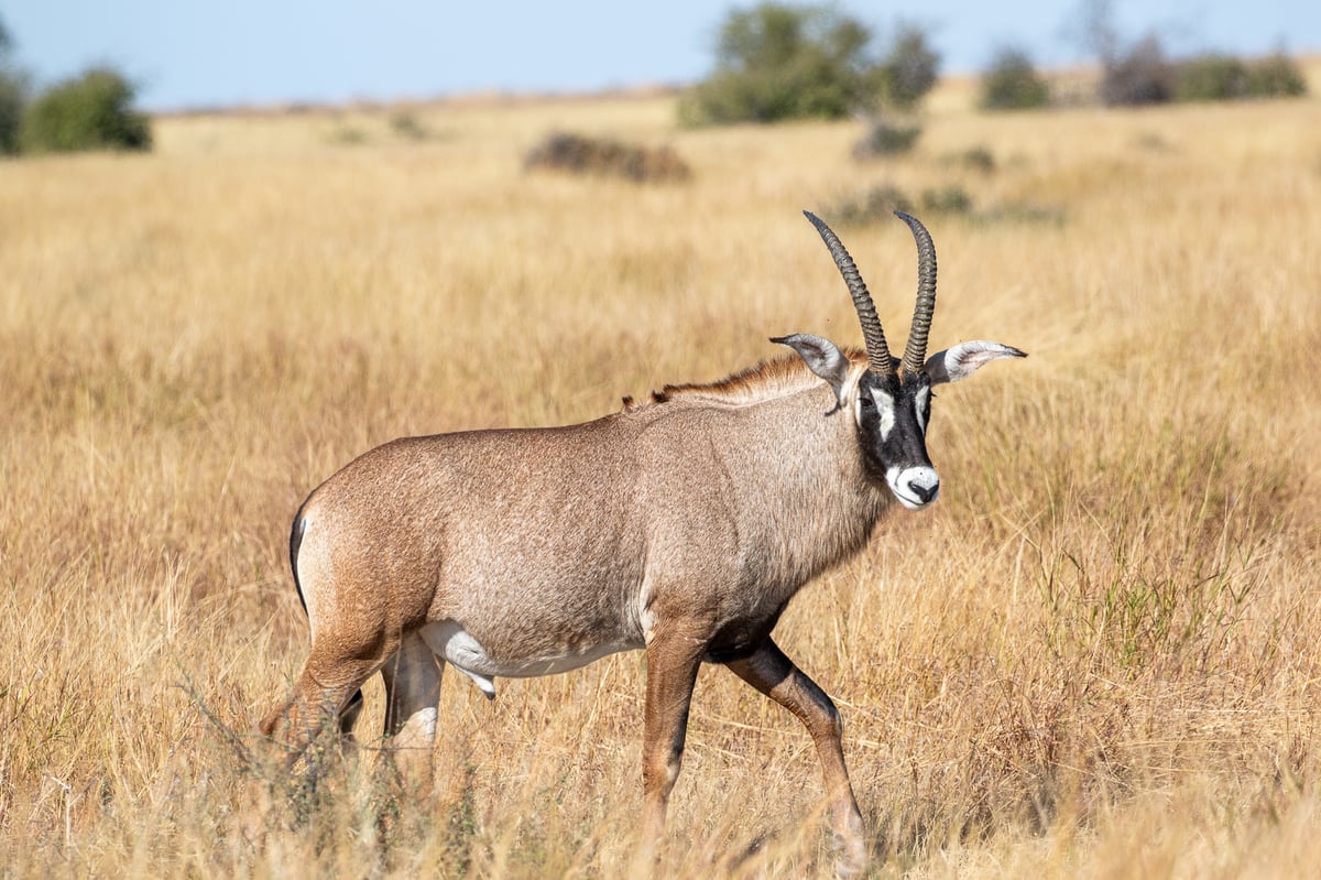 roan botswana