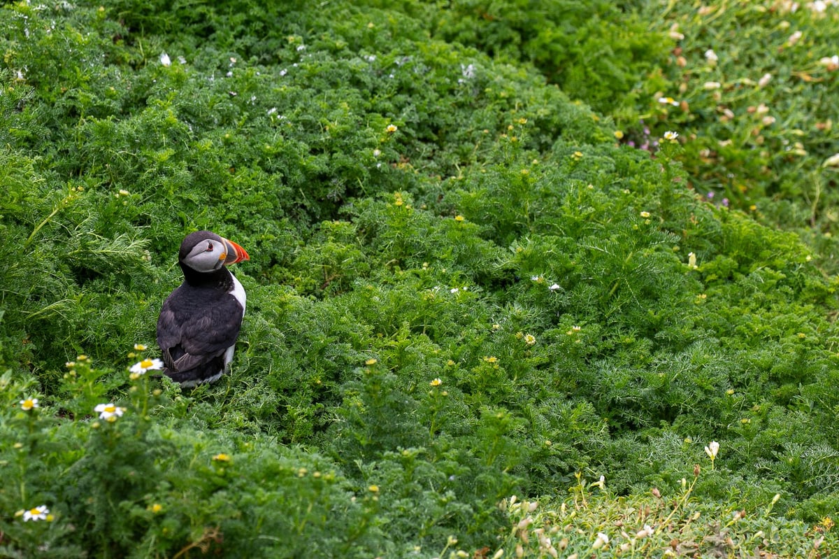 puffin great saltee island