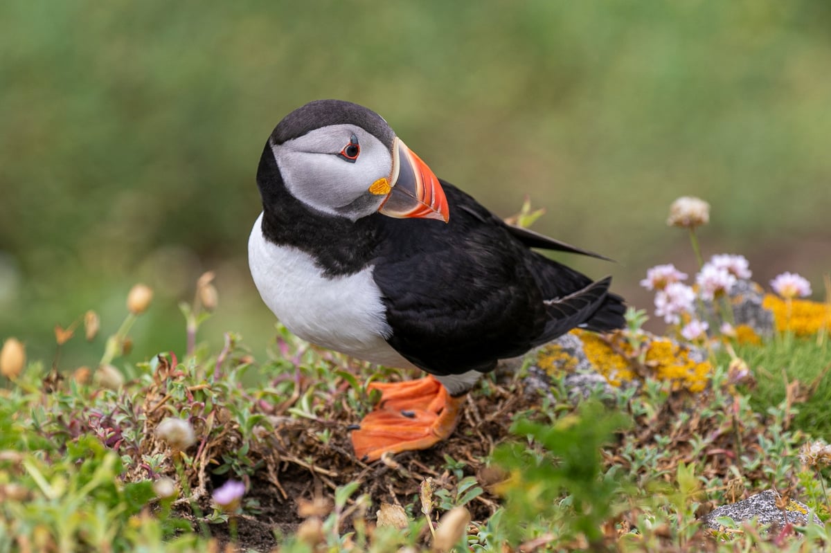 puffin great saltee island