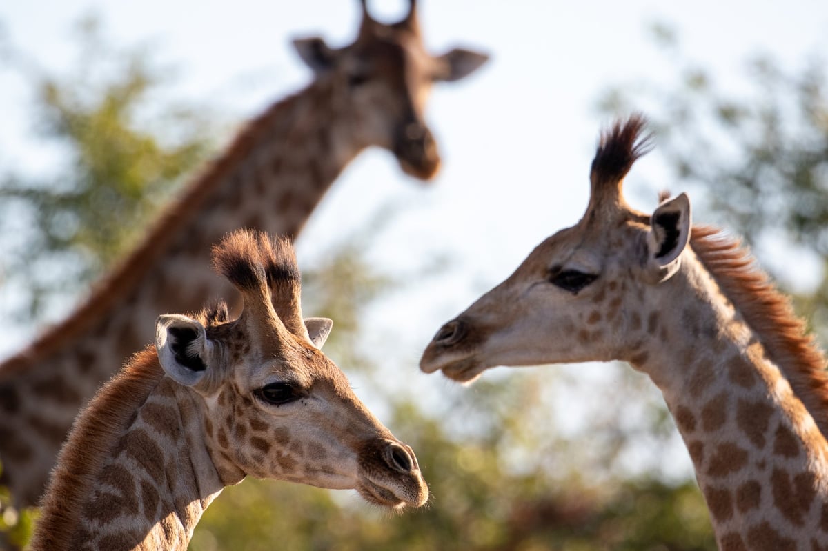 giraffe trio botswana