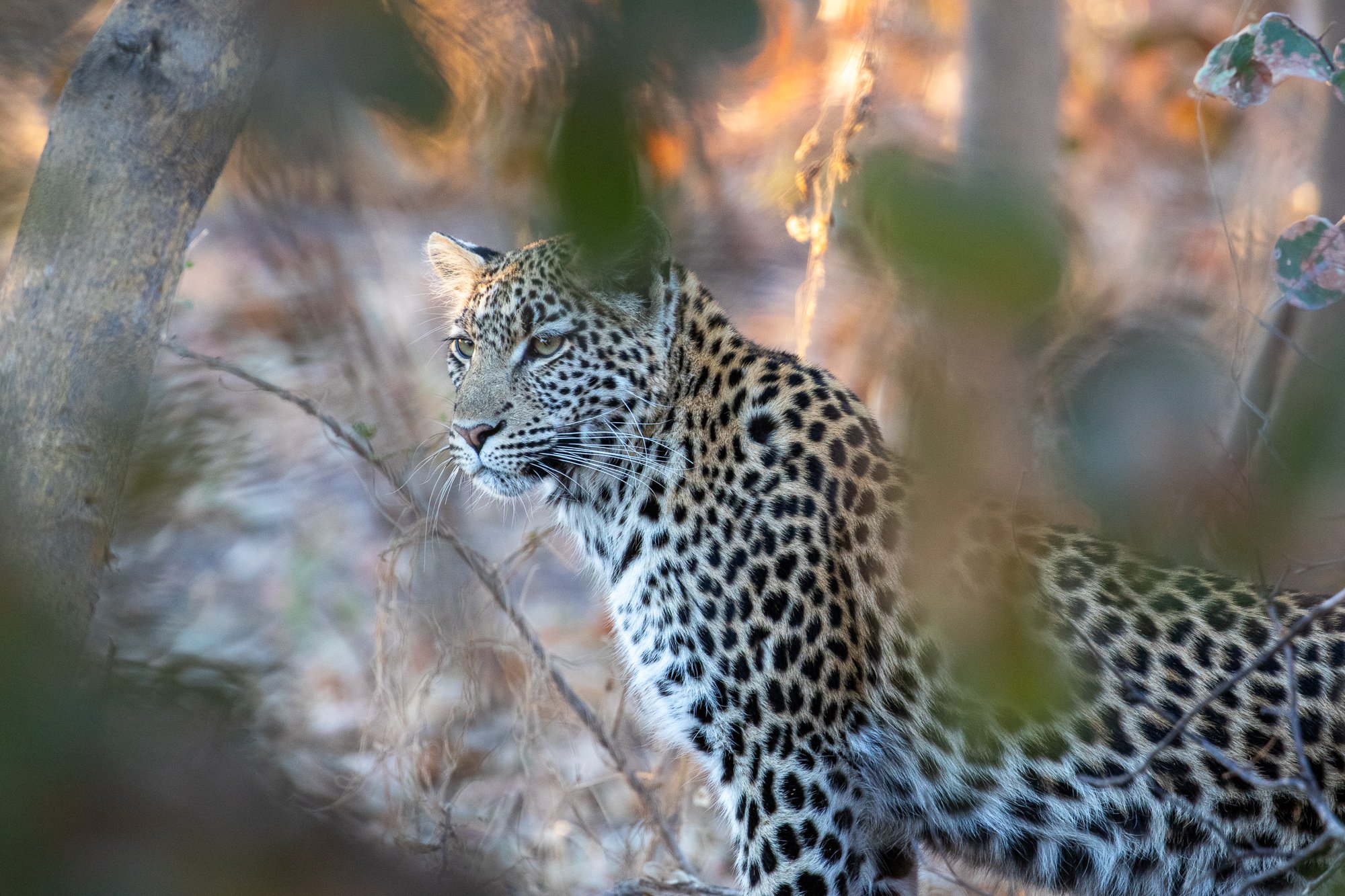 leopard botswana