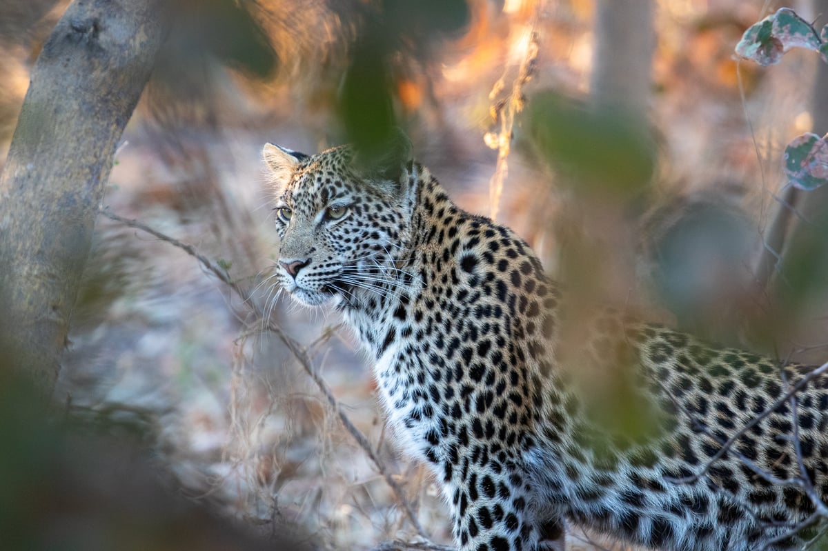 leopard botswana