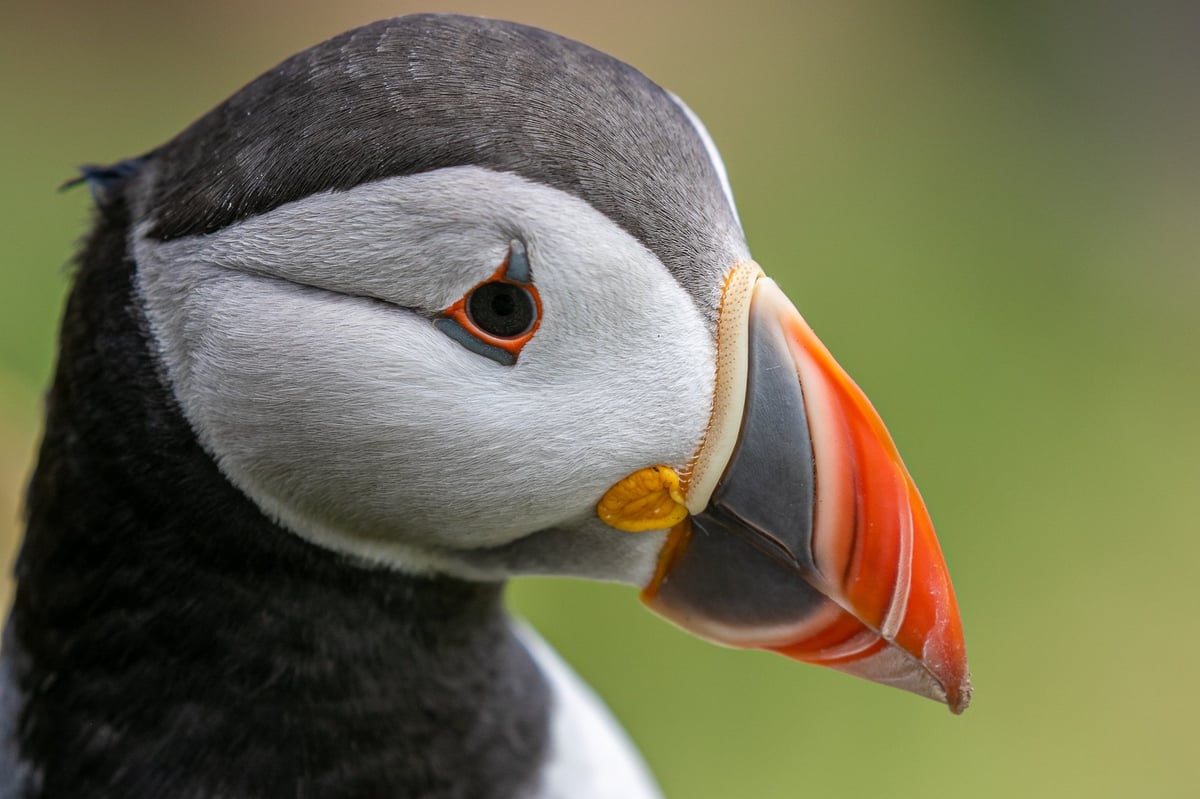 puffin great saltee island