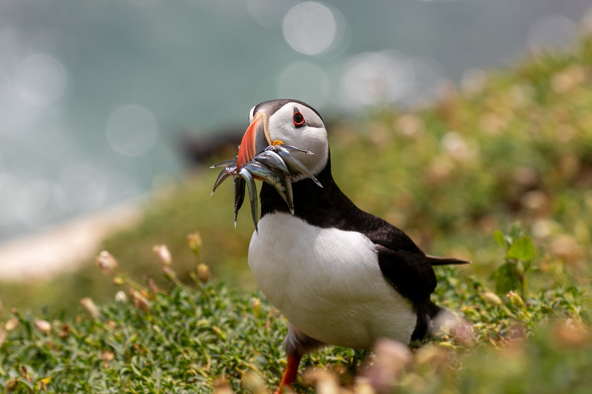 puffin great saltee island