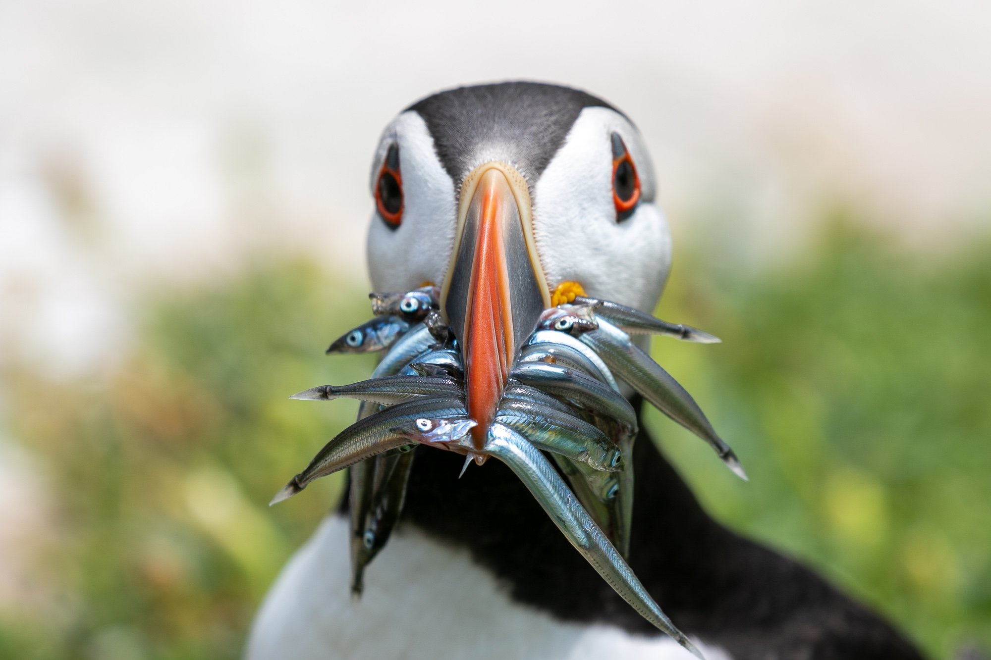 puffin great saltee island