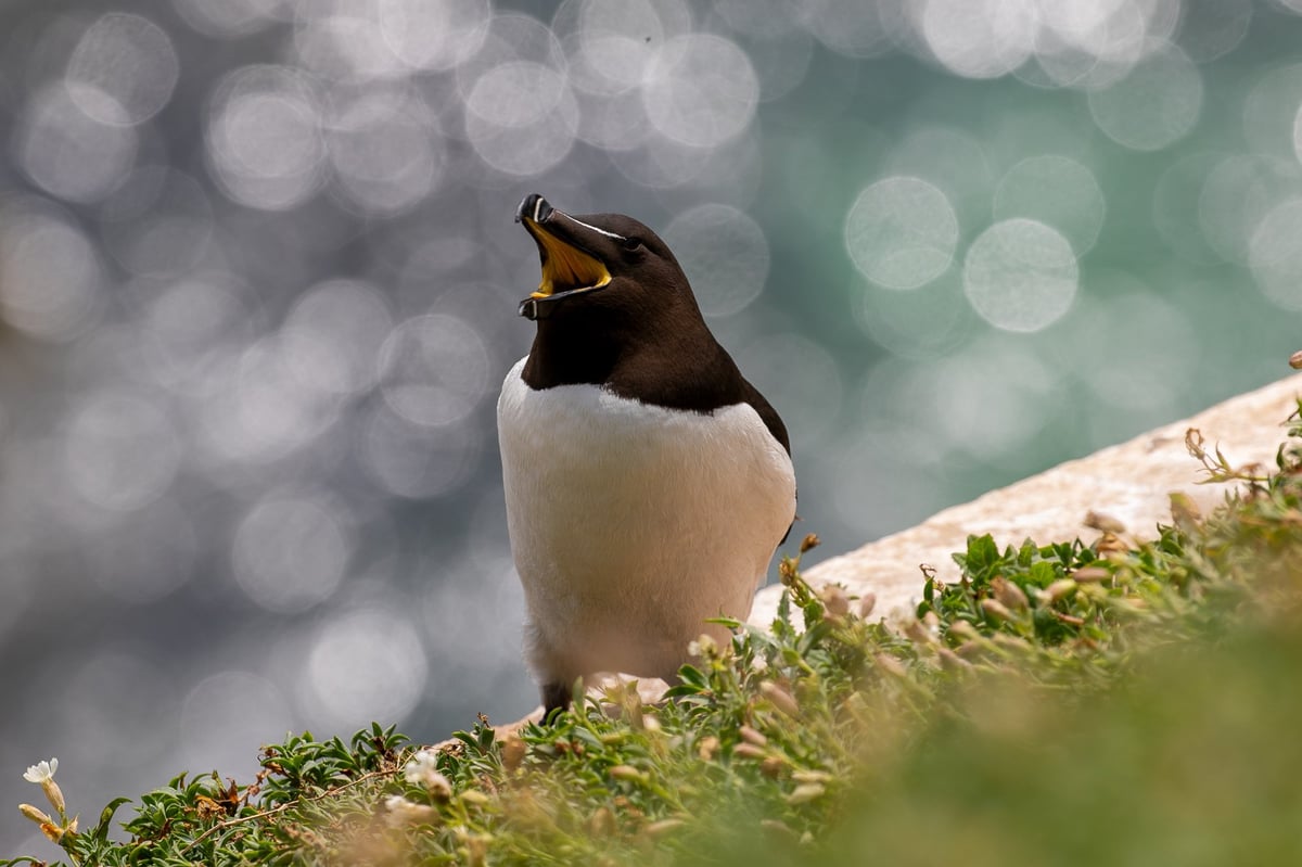 razorbill great saltee island