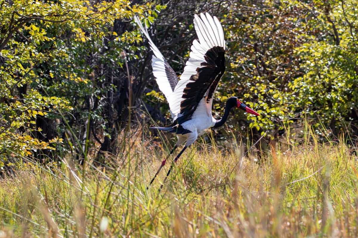 saddle-billed stork