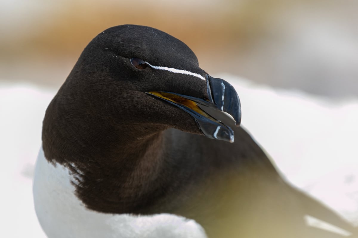 razorbill great saltee island
