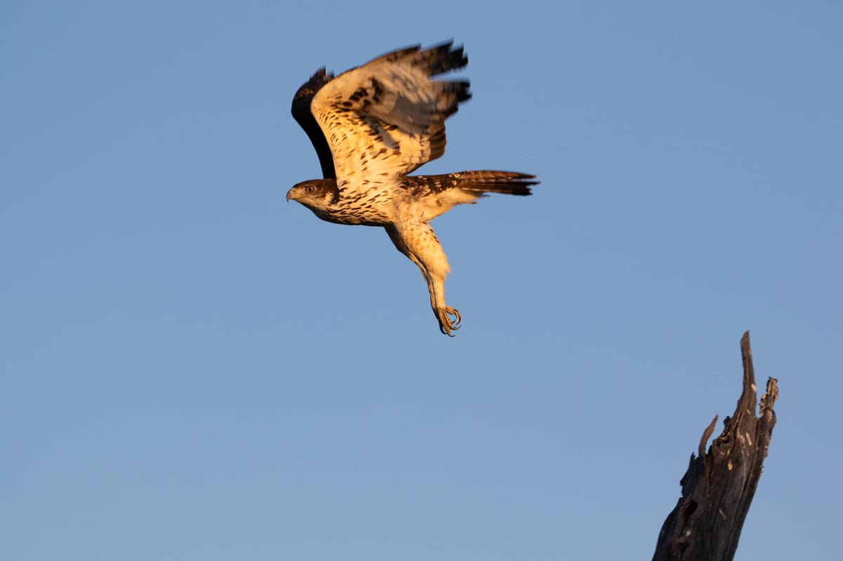 hawk