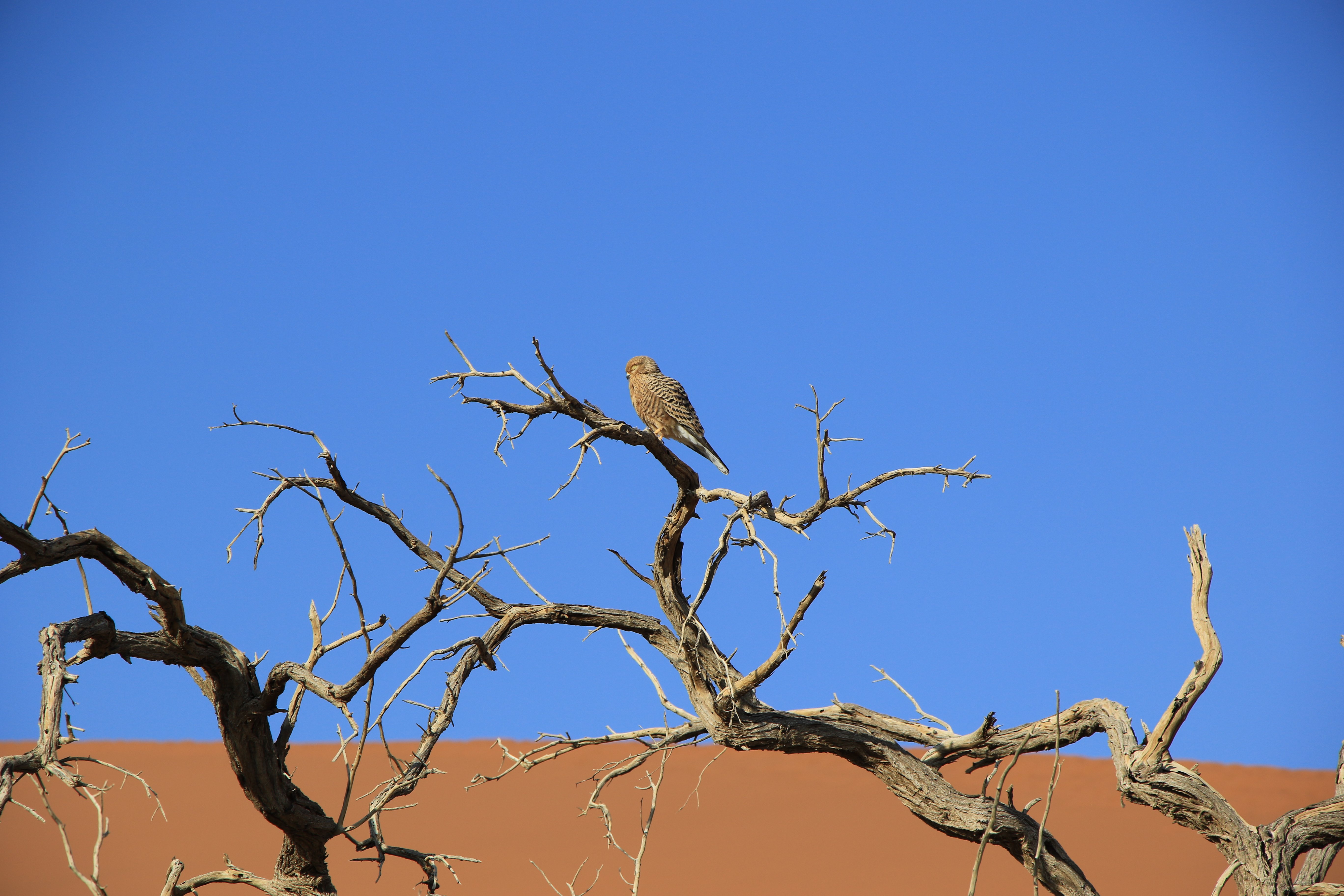 kestrel