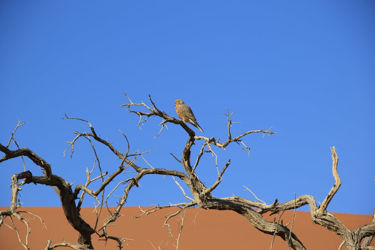 kestrel