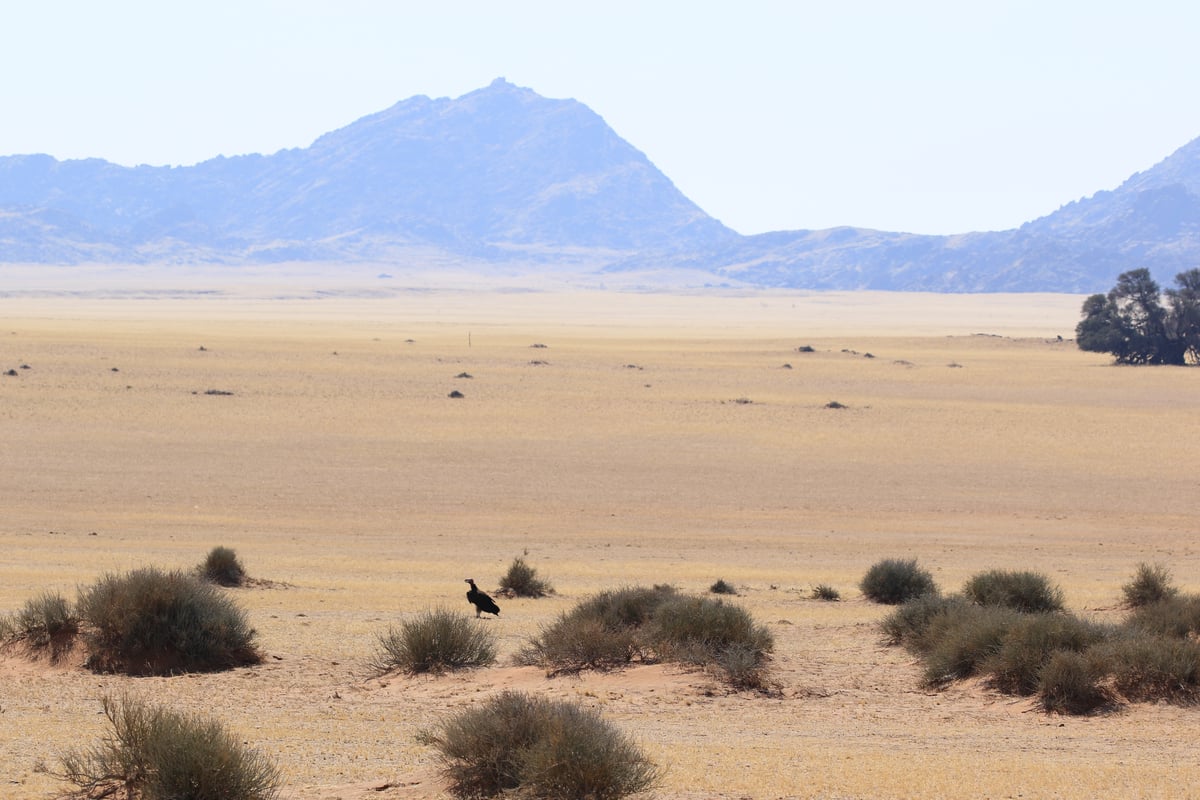 namibia 3