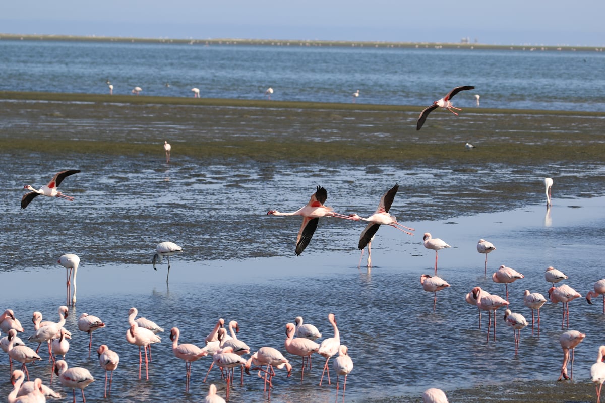 flamingos 1
