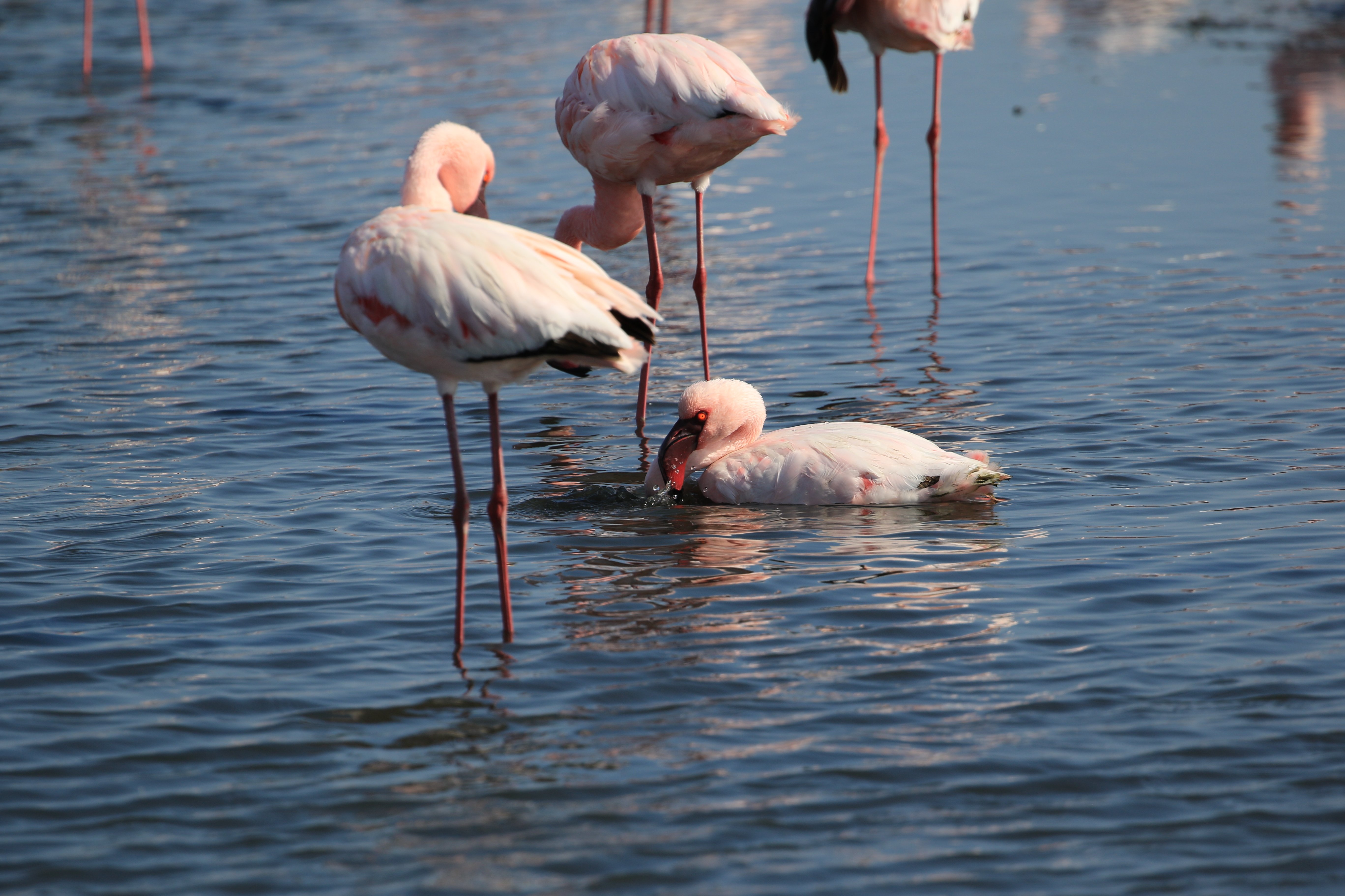 flamingos 2