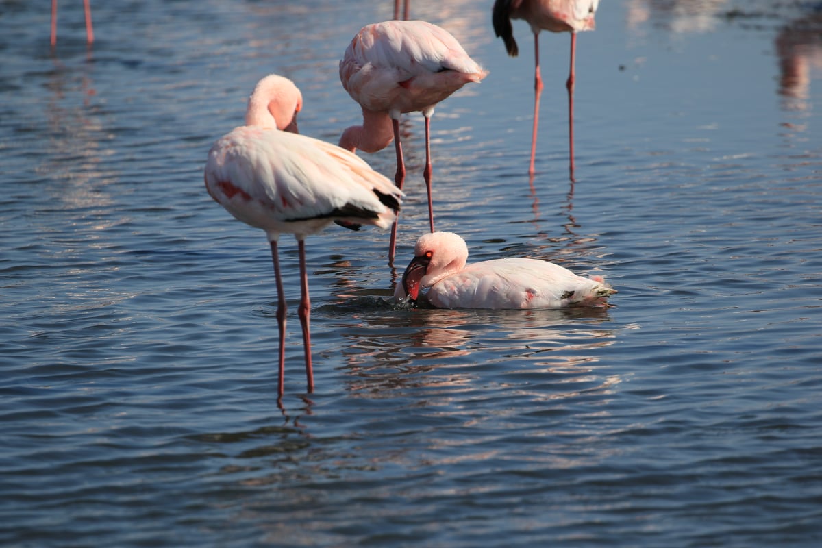 flamingos 2