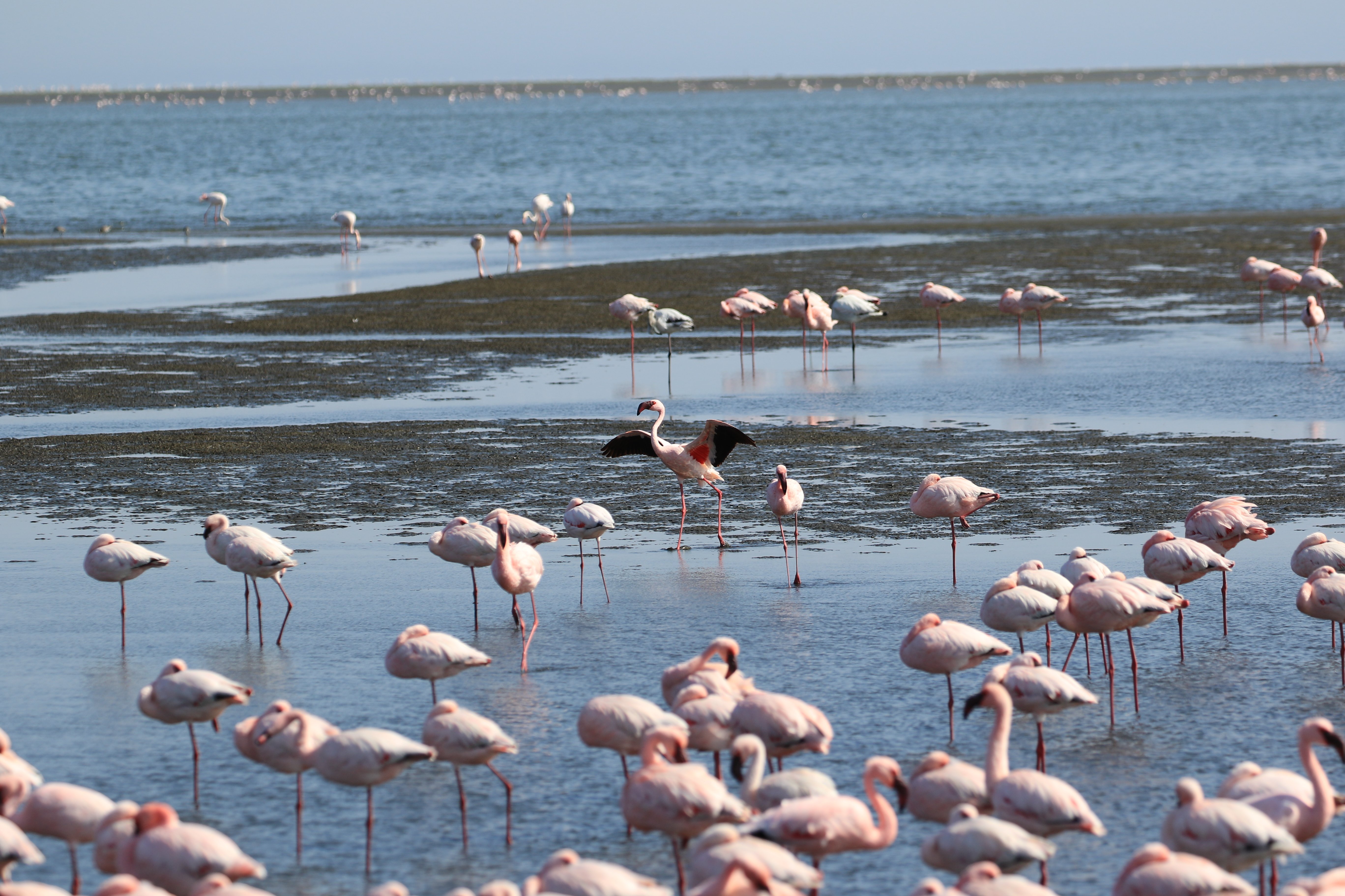 flamingos 3