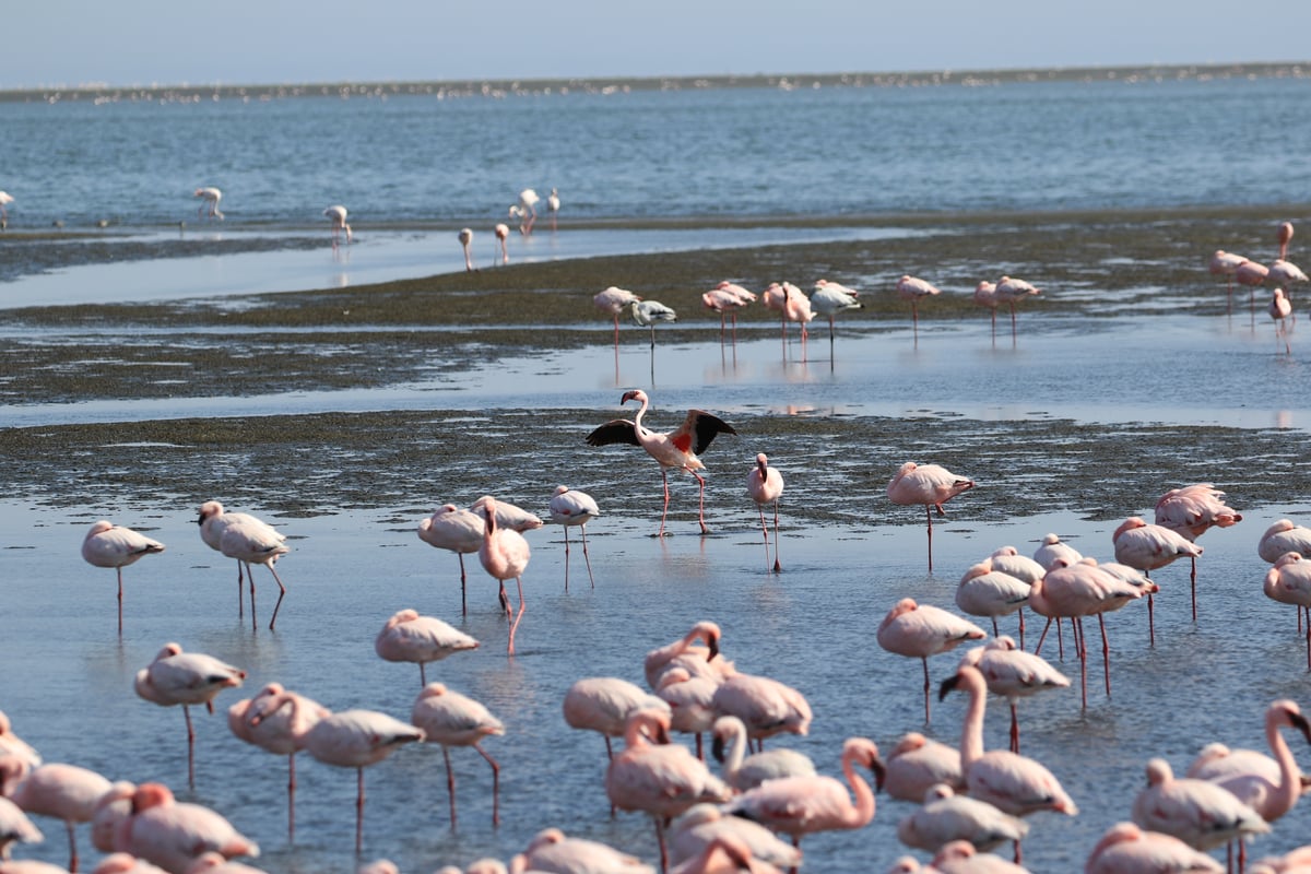 flamingos 3