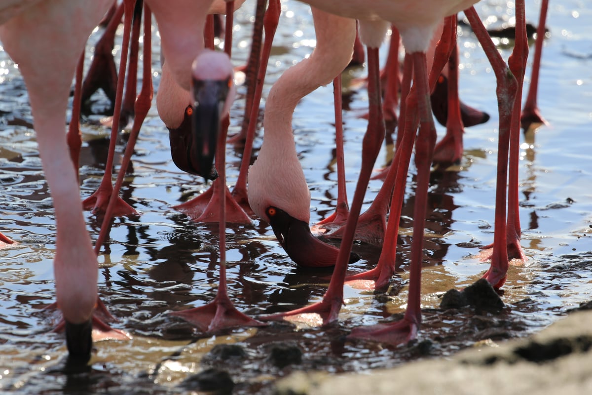 flamingos 4
