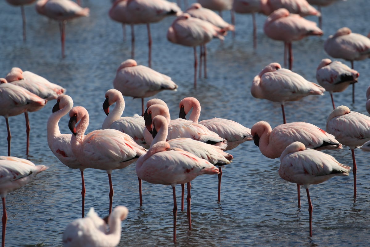 flamingos 5