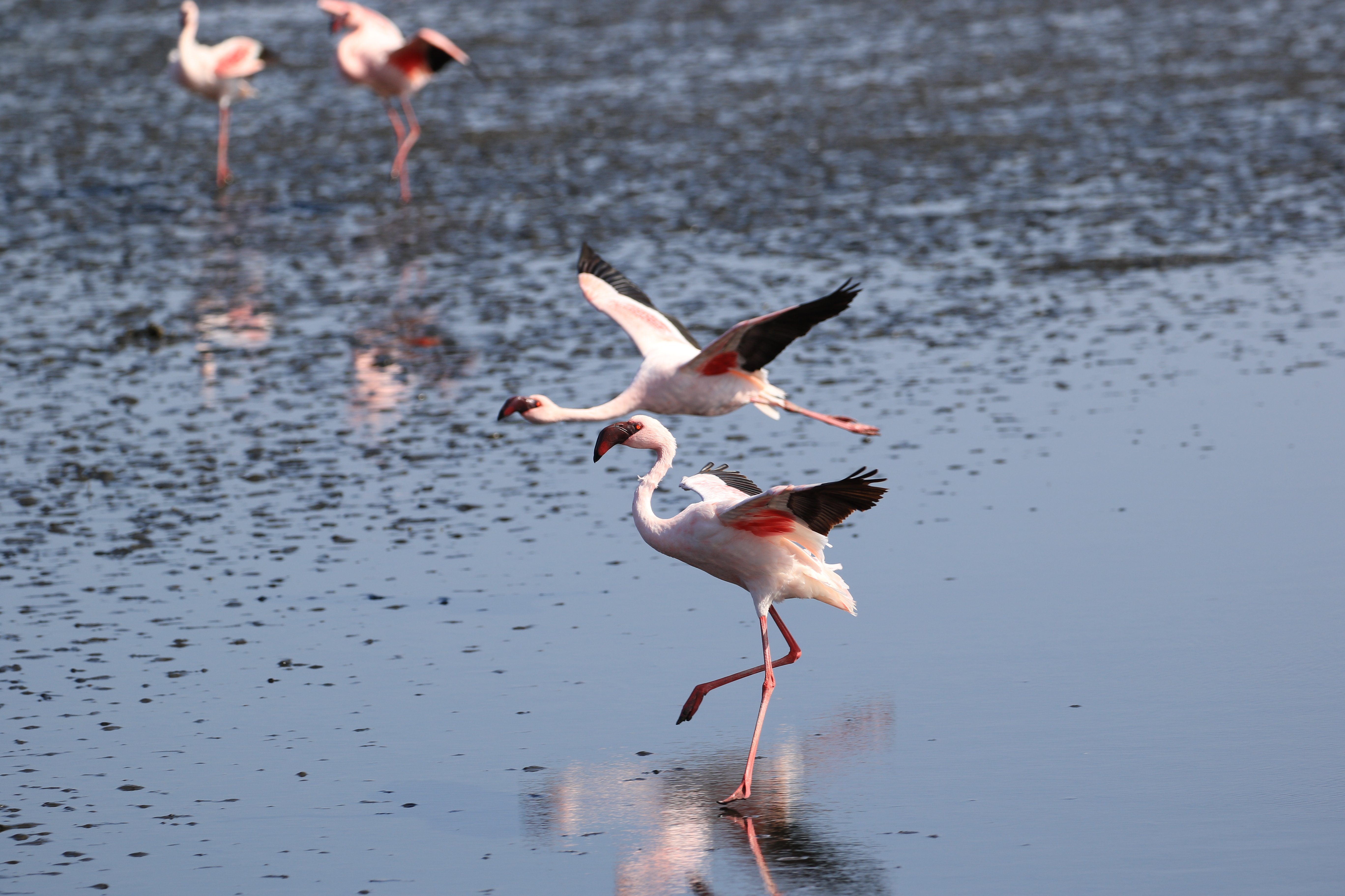 flamingos 6