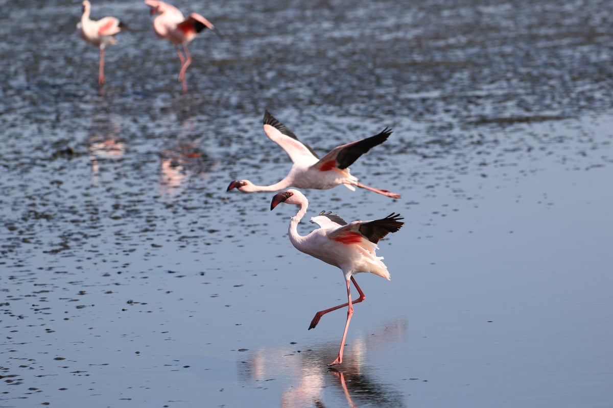 flamingos 6