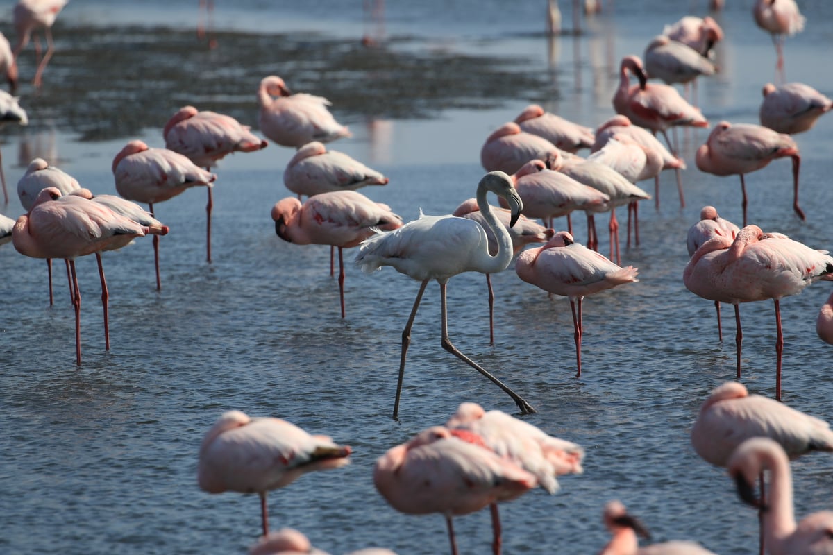 flamingos 7