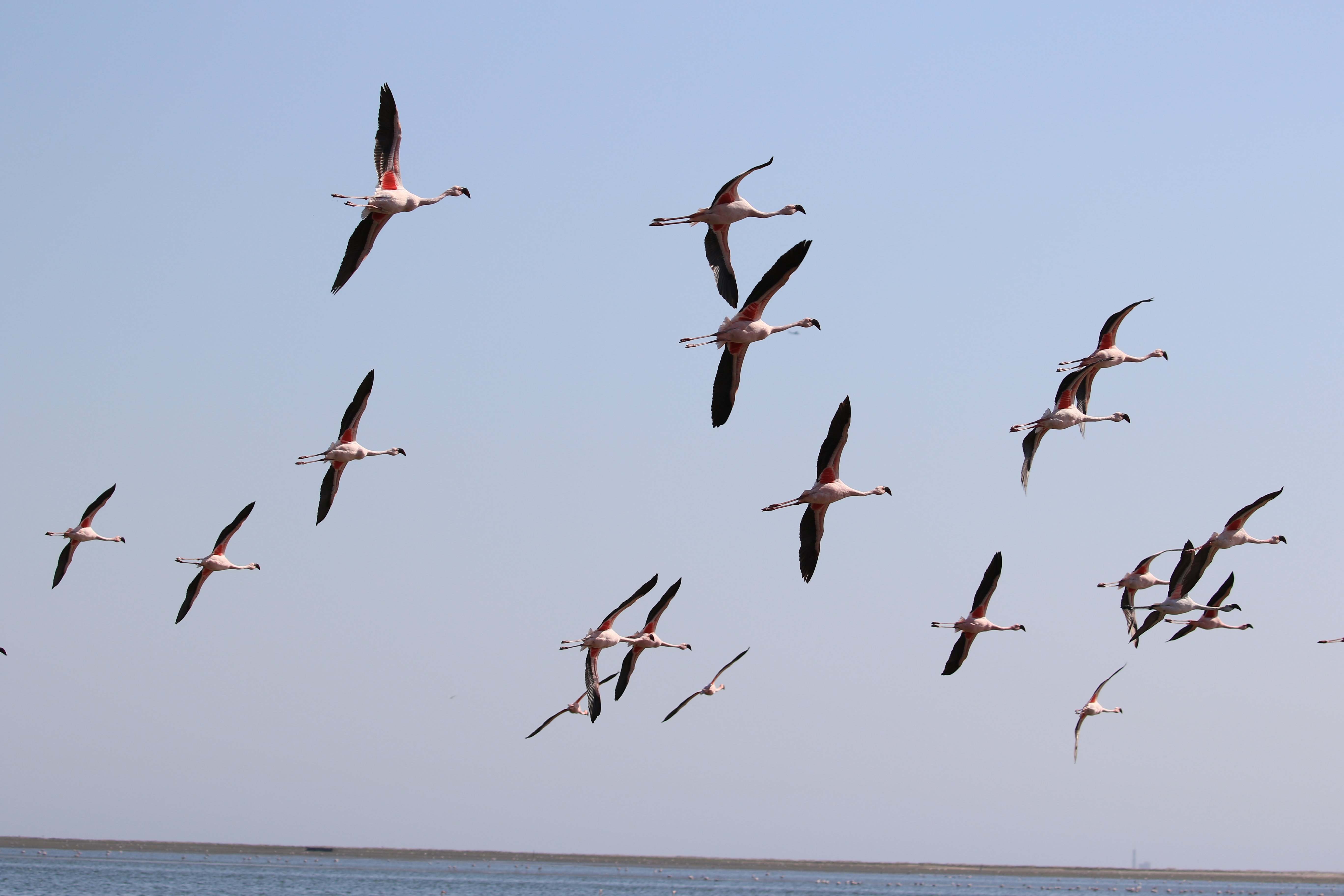 flamingos 8