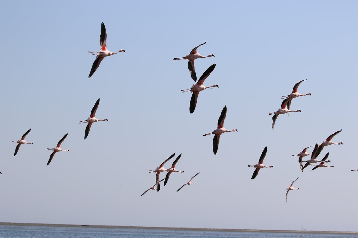 flamingos 8