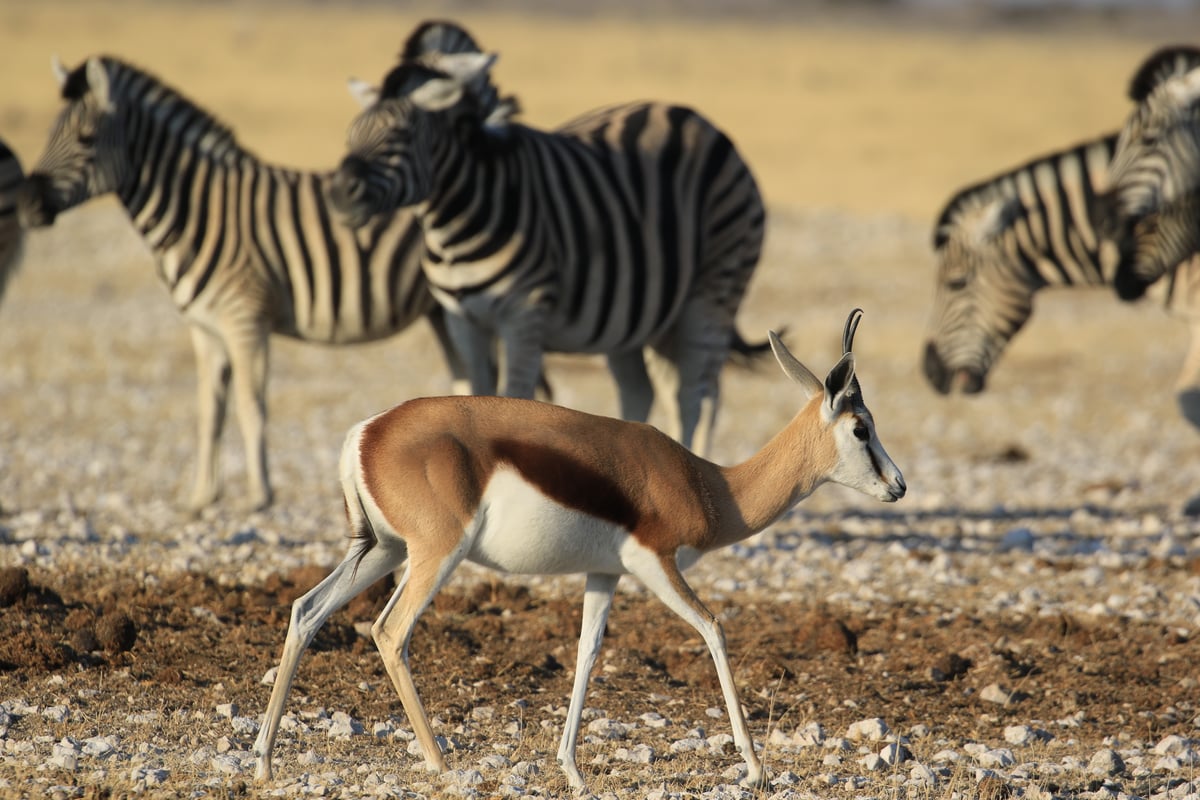 etosha gazelle and zebra