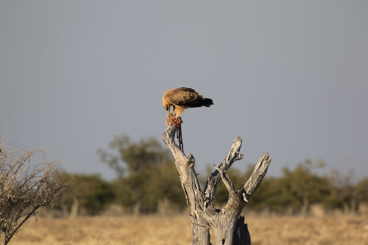 etosha hawk and prey