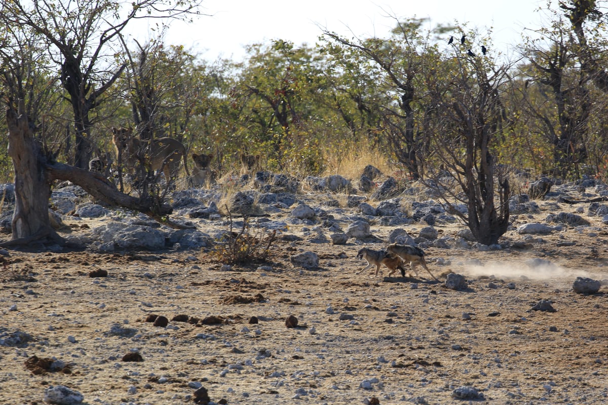 etosha jackal and lions