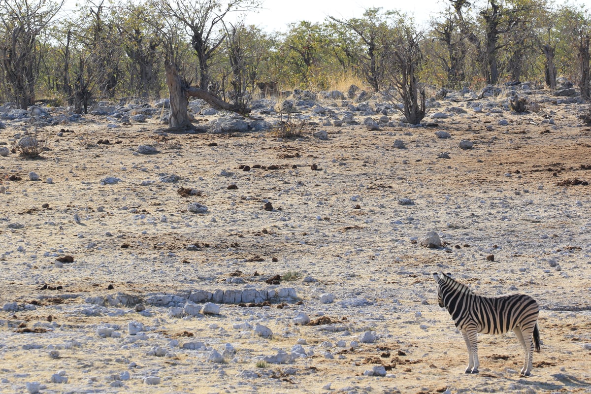 etosha zebra and lions