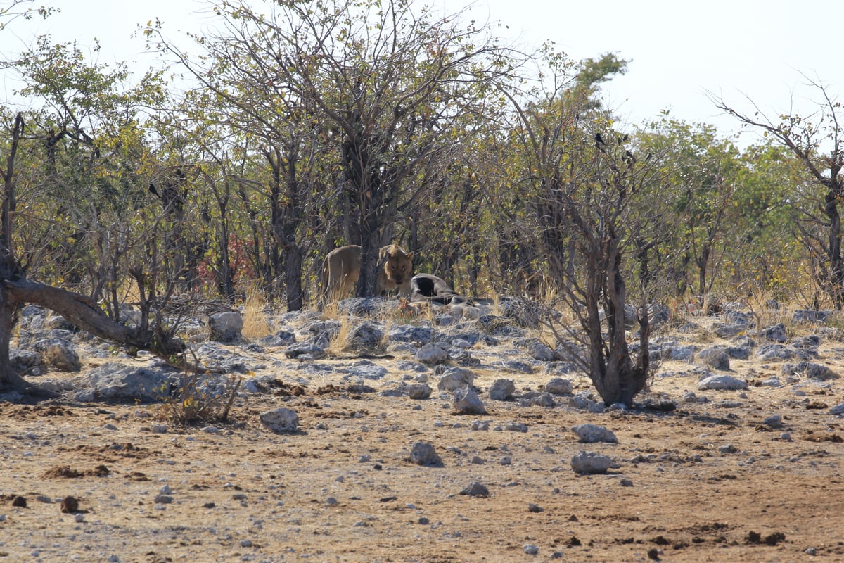etosha male lion with kill