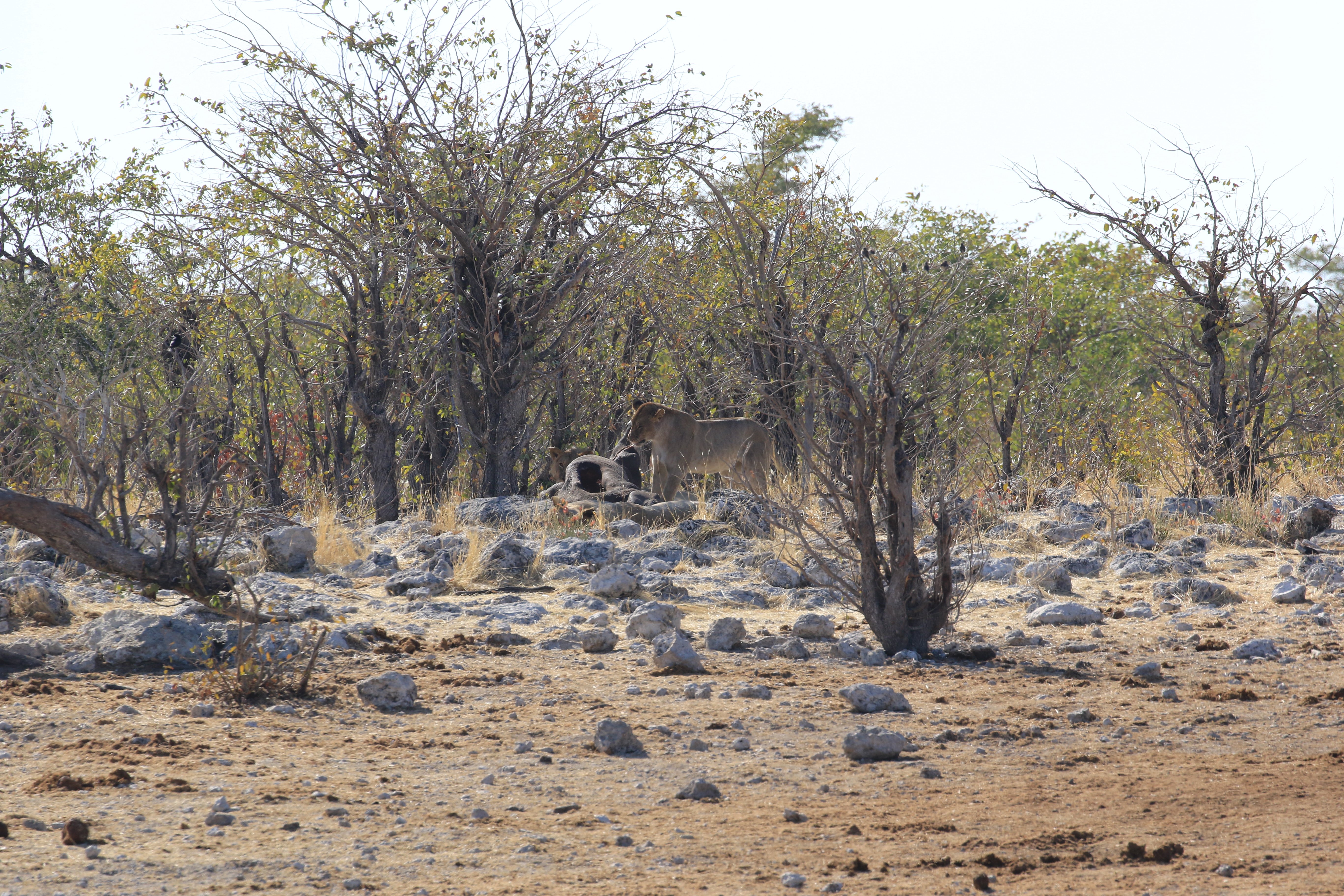 etosha lioness eating kill