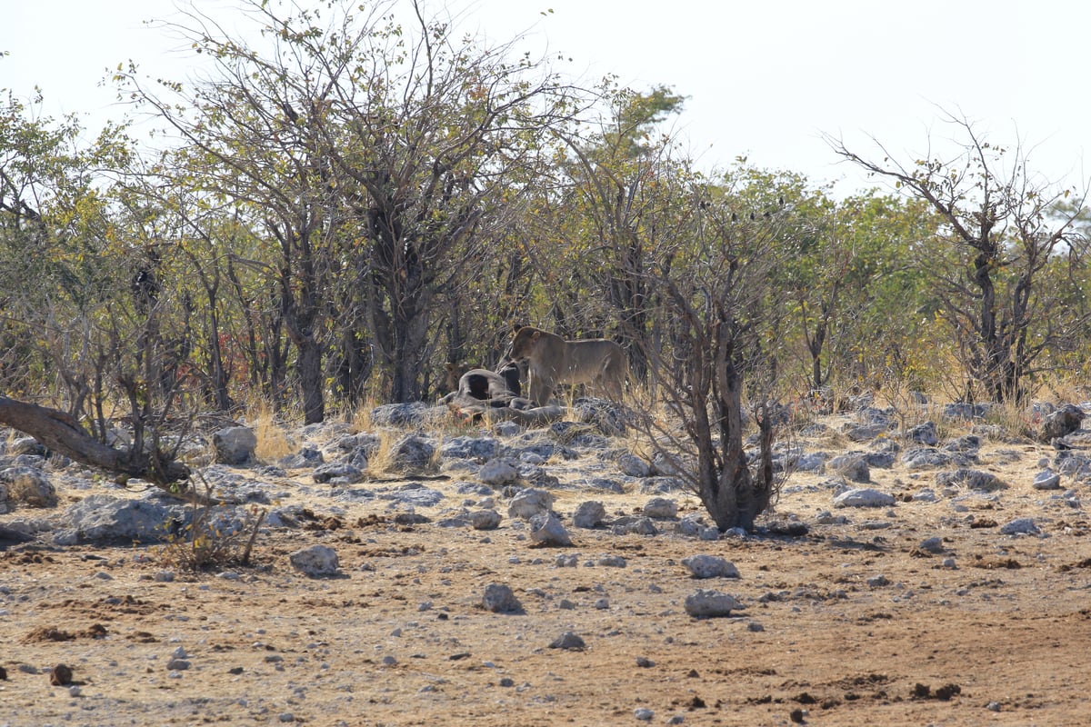 etosha lioness eating kill