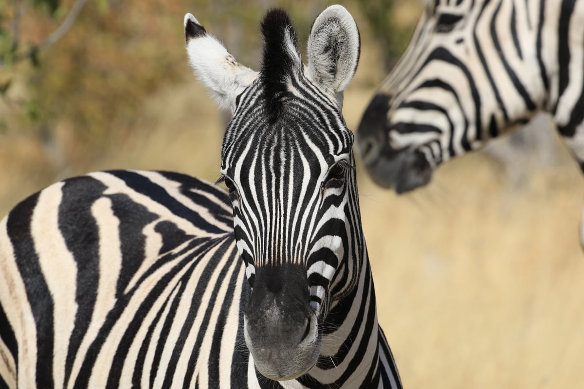 etosha zebra