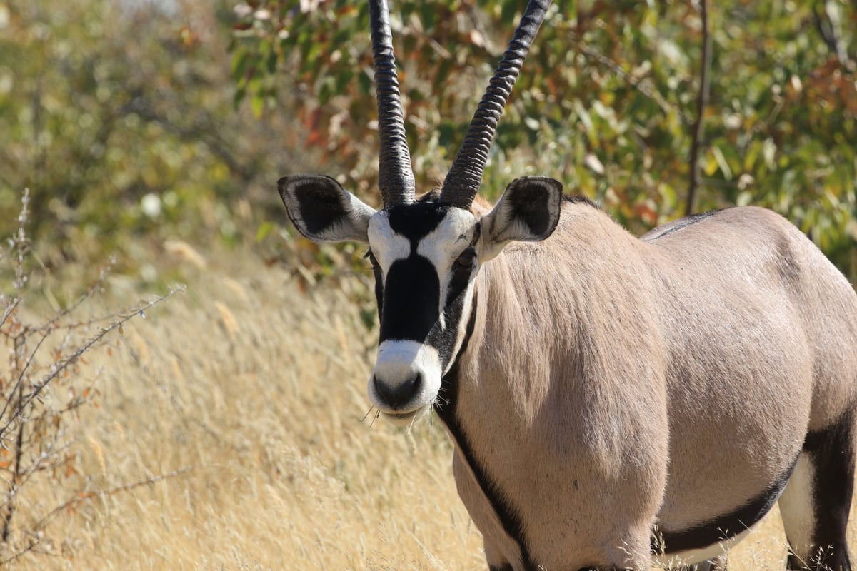 etosha oryx 1