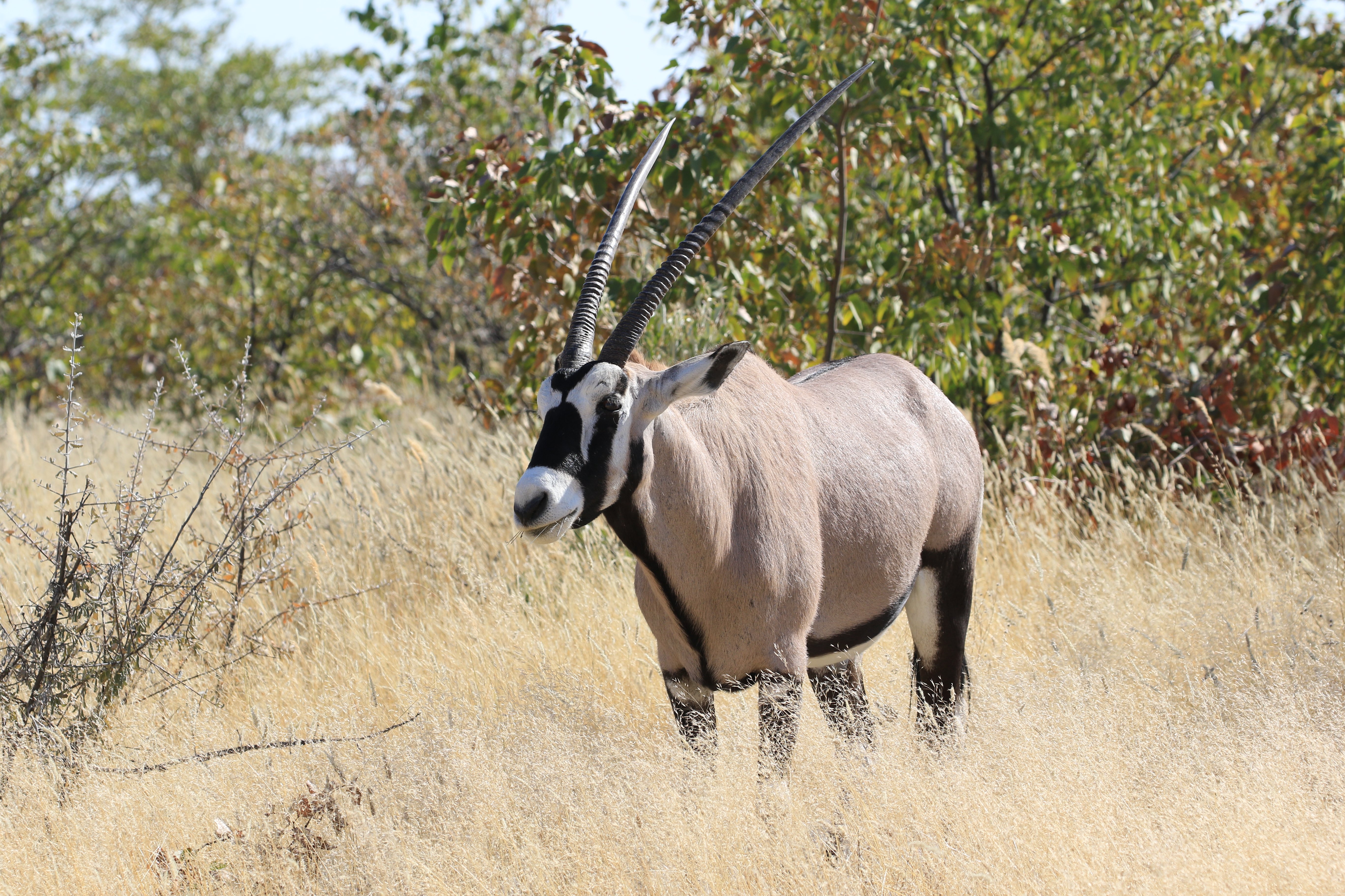 etosha oryx 2