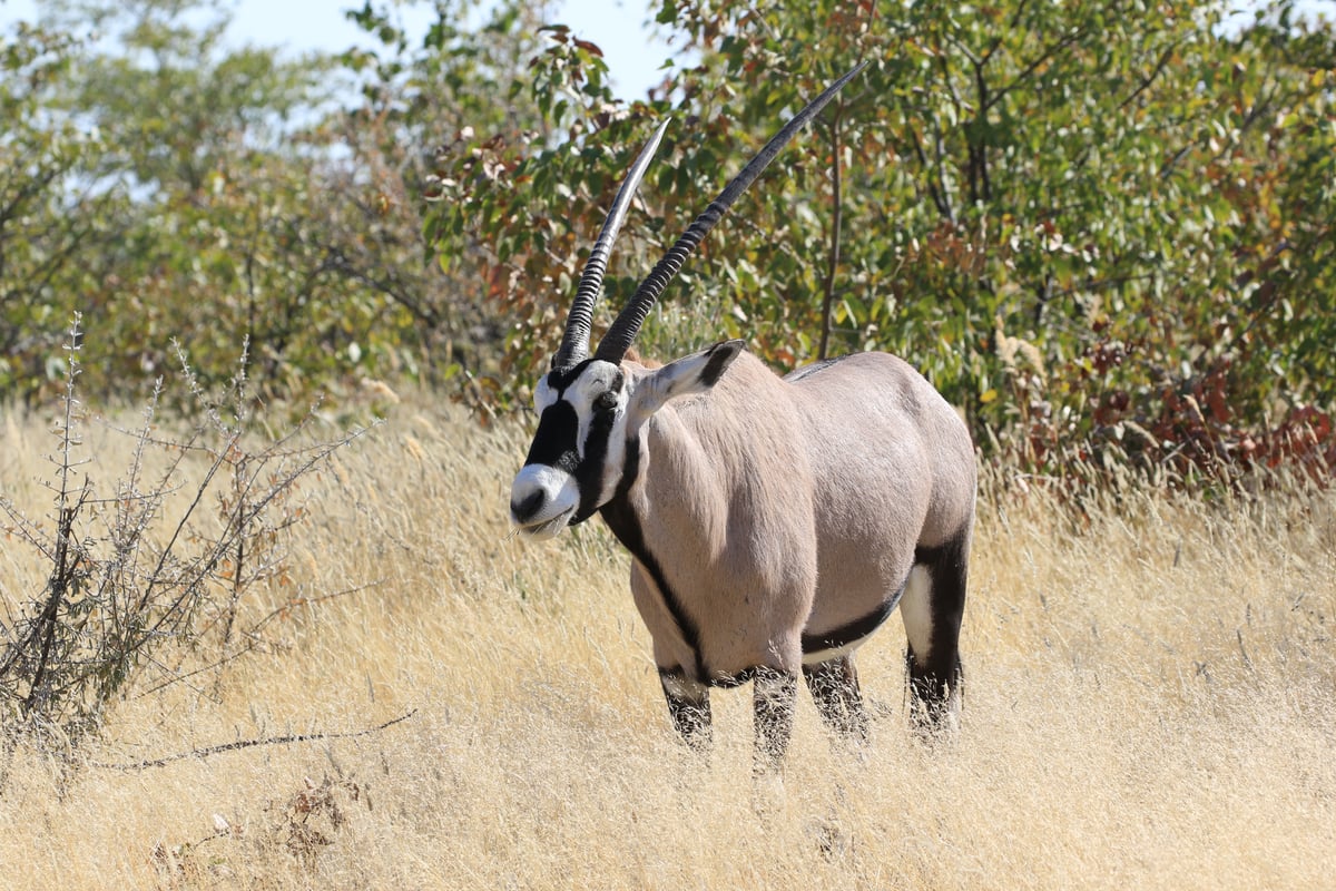 etosha oryx 2