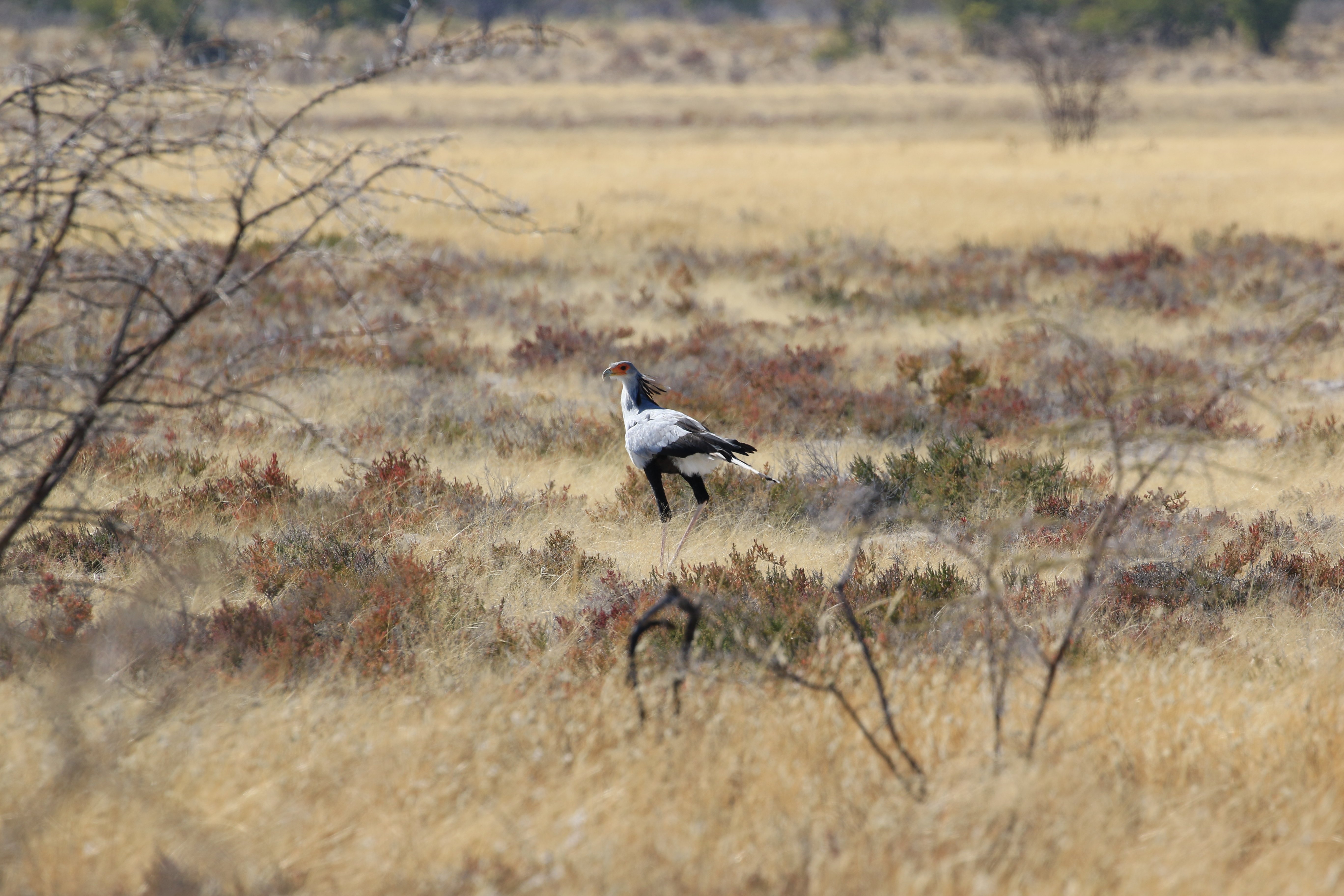 etosha secretary bird