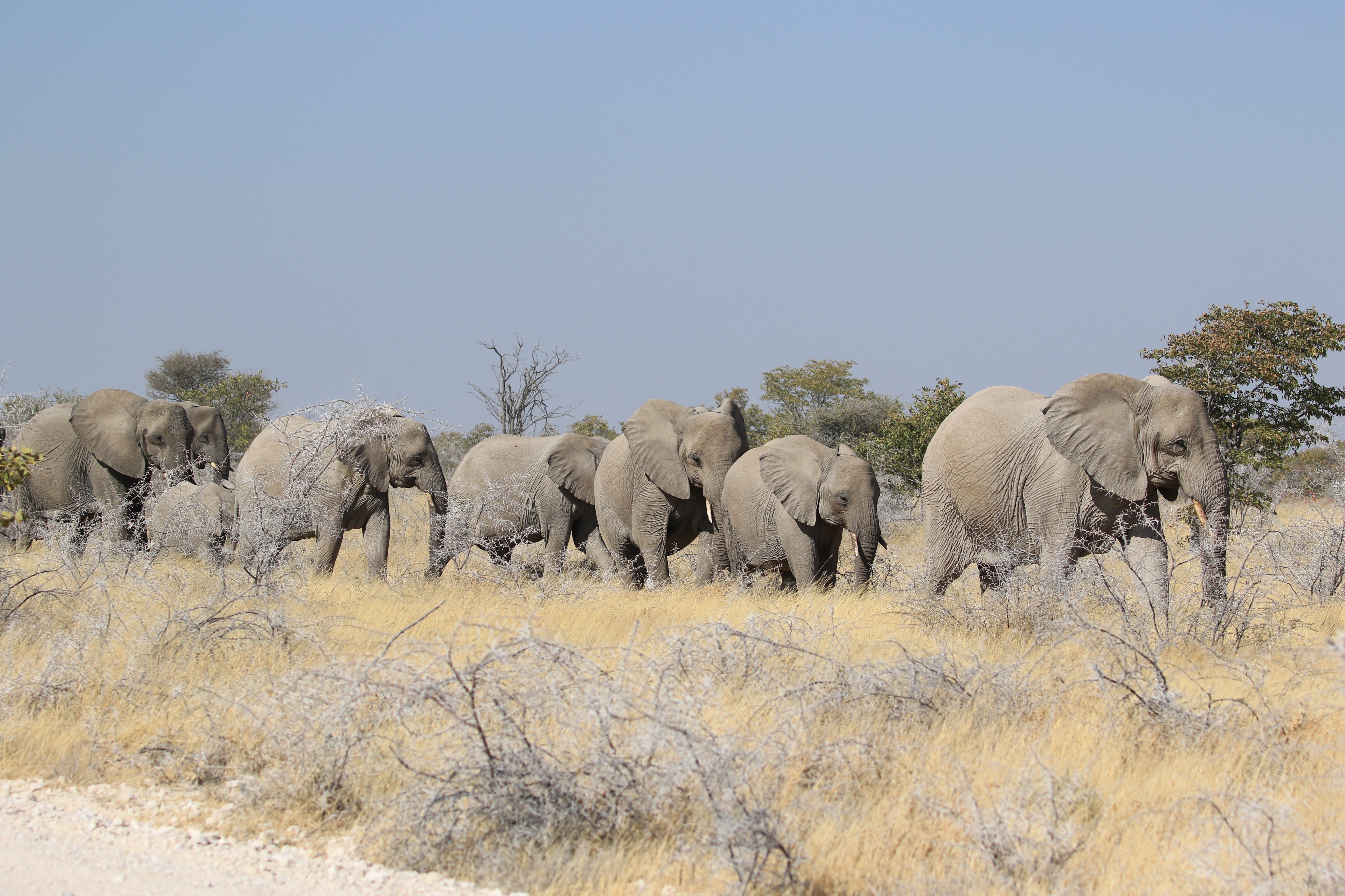 etosha large elephant herd