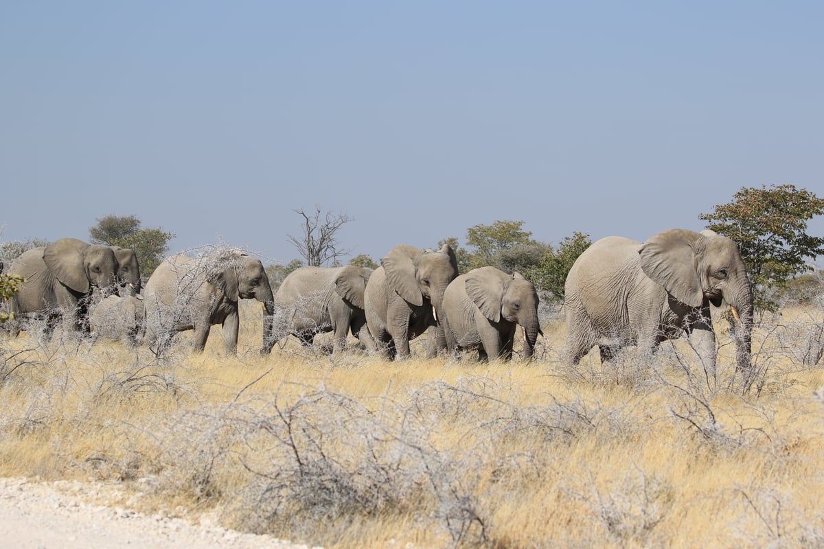 etosha large elephant herd
