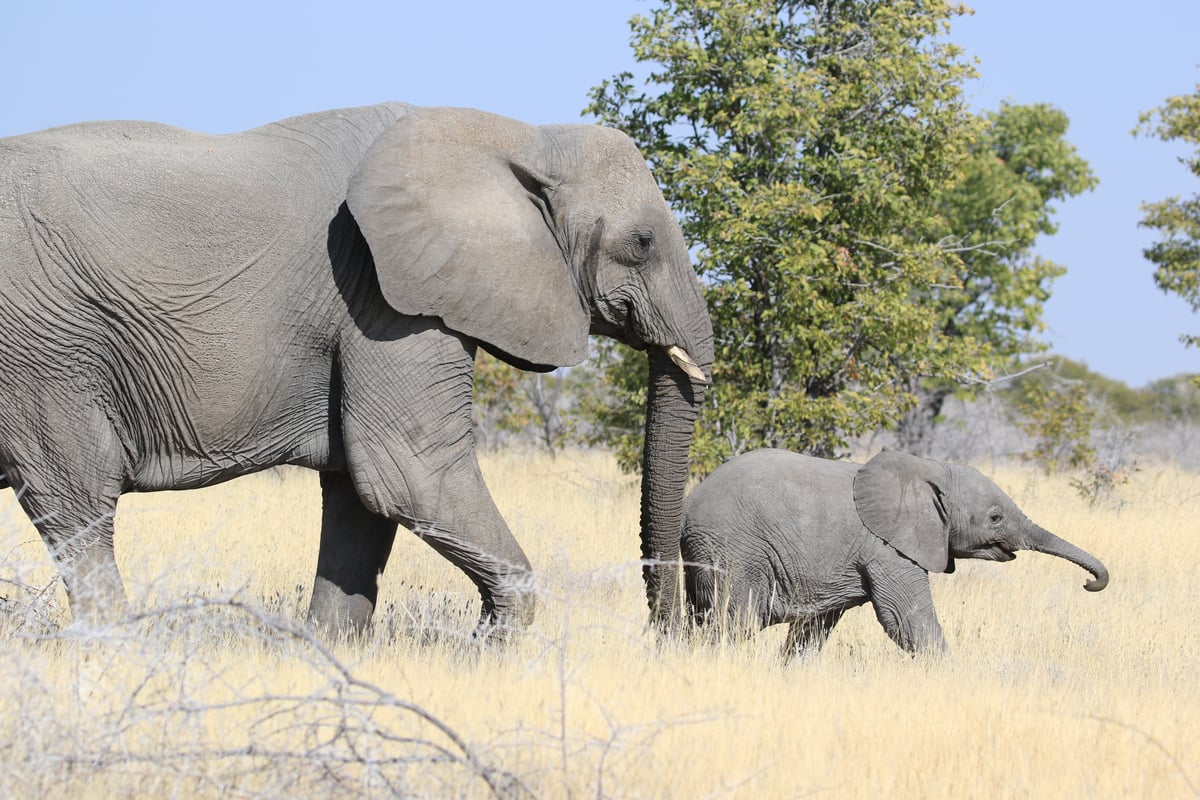 etosha elephant mom and calf